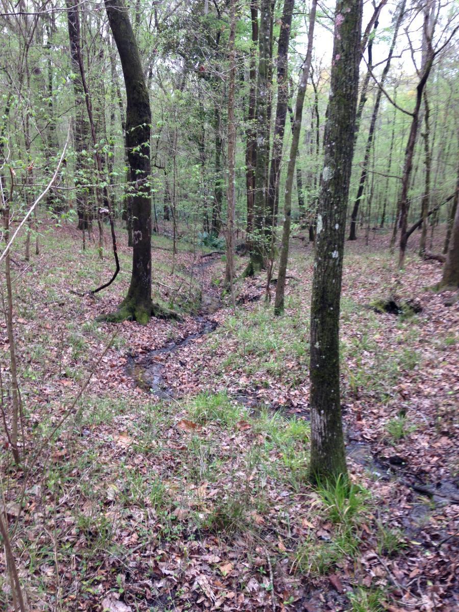 A scenic view of a quiet forest with tall trees and a gentle stream winding through the undergrowth. The ground is covered in fallen leaves and patches of green grass, with new leaves budding on the trees, indicating early spring. San Felasco Hammock Preserve mountain bike trail.