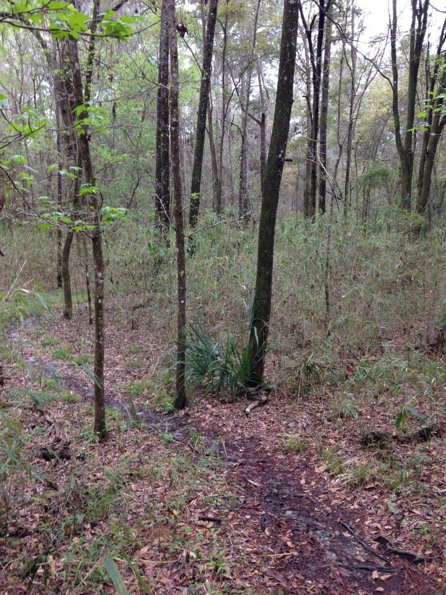 A wooded path in a forest, featuring tall trees with green leaves and sparse underbrush. The ground is covered with fallen leaves and extends into two directions at a fork in the trail, surrounded by a tranquil, natural environment. San Felasco Hammock Preserve mountain bike trail.