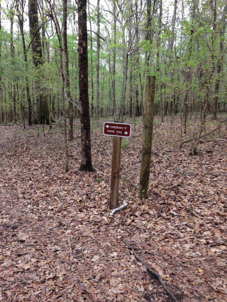 A wooden signpost indicating directions for the Cane Brake and Ravine trails, located in a wooded area with trees and fallen leaves surrounding the paths. The scene is tranquil and natural, with light green foliage starting to bloom. San Felasco Hammock Preserve mountain bike trail.