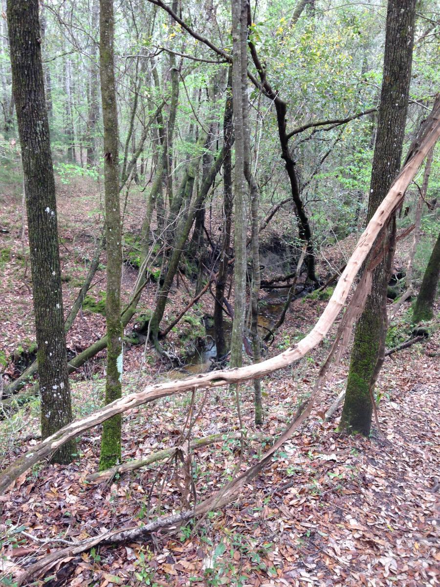 A tranquil forest scene featuring tall trees with green leaves, fallen leaves on the forest floor, and a small creek visible through the trees. A curved branch extends prominently in the foreground, framing the peaceful natural landscape. San Felasco Hammock Preserve mountain bike trail.