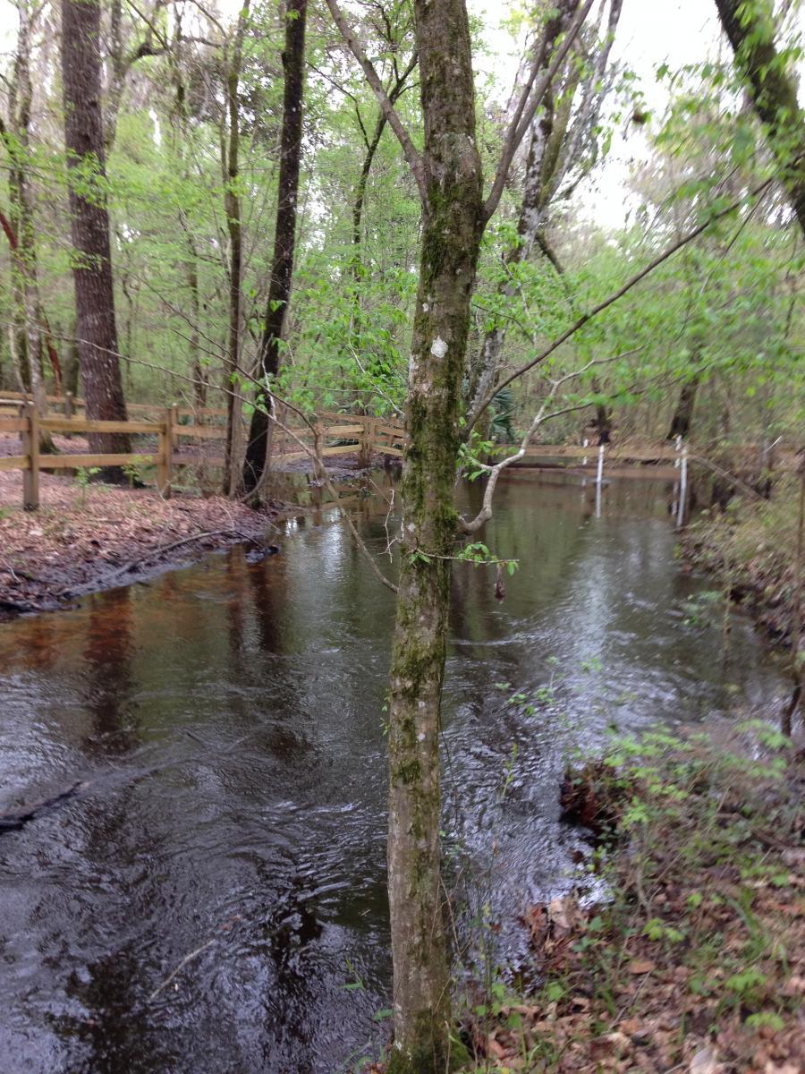A serene forest scene featuring a gently flowing stream surrounded by lush greenery and trees. The water reflects the overcast sky and the landscape is adorned with budding leaves. A wooden fence lines the path beside the stream, enhancing the tranquil atmosphere of the natural setting. San Felasco Hammock Preserve mountain bike trail.
