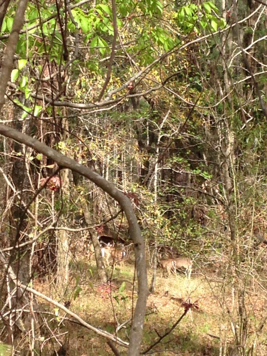 A wooded area with trees and underbrush, where two deer can be seen grazing in the background. The scene is illuminated by soft sunlight filtering through the leaves, creating a peaceful natural setting. San Felasco Hammock Preserve mountain bike trail.