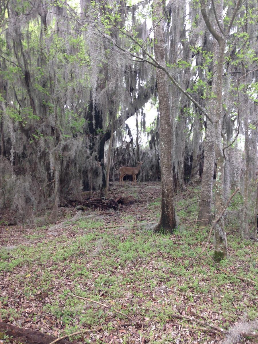 A deer stands among trees draped with Spanish moss in a lush forest setting, surrounded by green undergrowth and fallen leaves. San Felasco Hammock Preserve mountain bike trail.