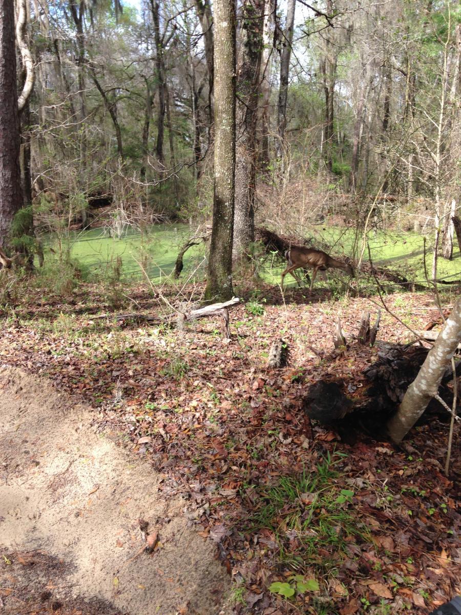 A deer in a wooded area near a pond covered with green algae, surrounded by trees and fallen leaves. San Felasco Hammock Preserve mountain bike trail.
