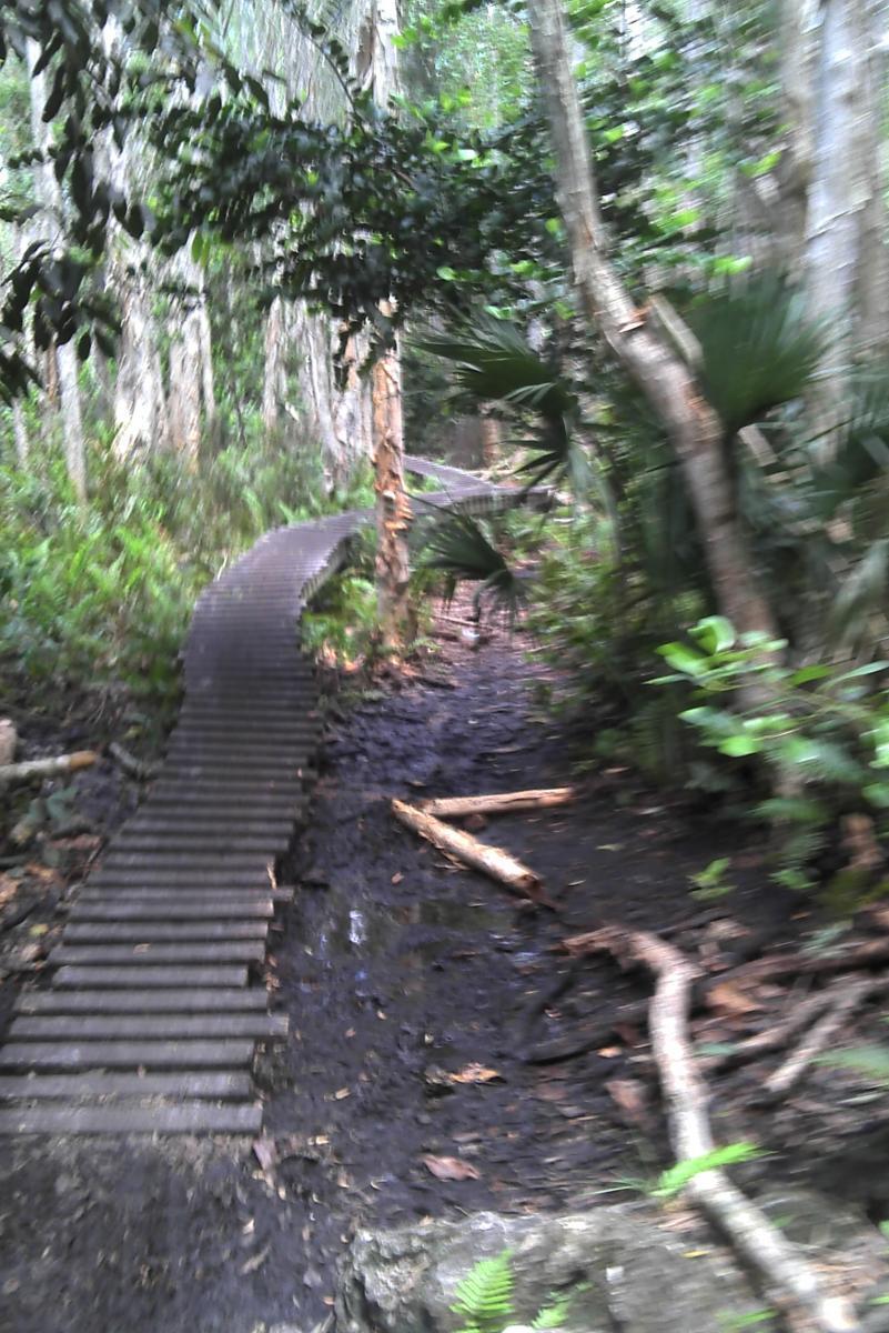 A blurred image of a winding wooden boardwalk leading through a dense, green forest. The path is surrounded by trees and lush vegetation, with some muddy areas visible alongside the walkway. Markham Park mountain bike trail.