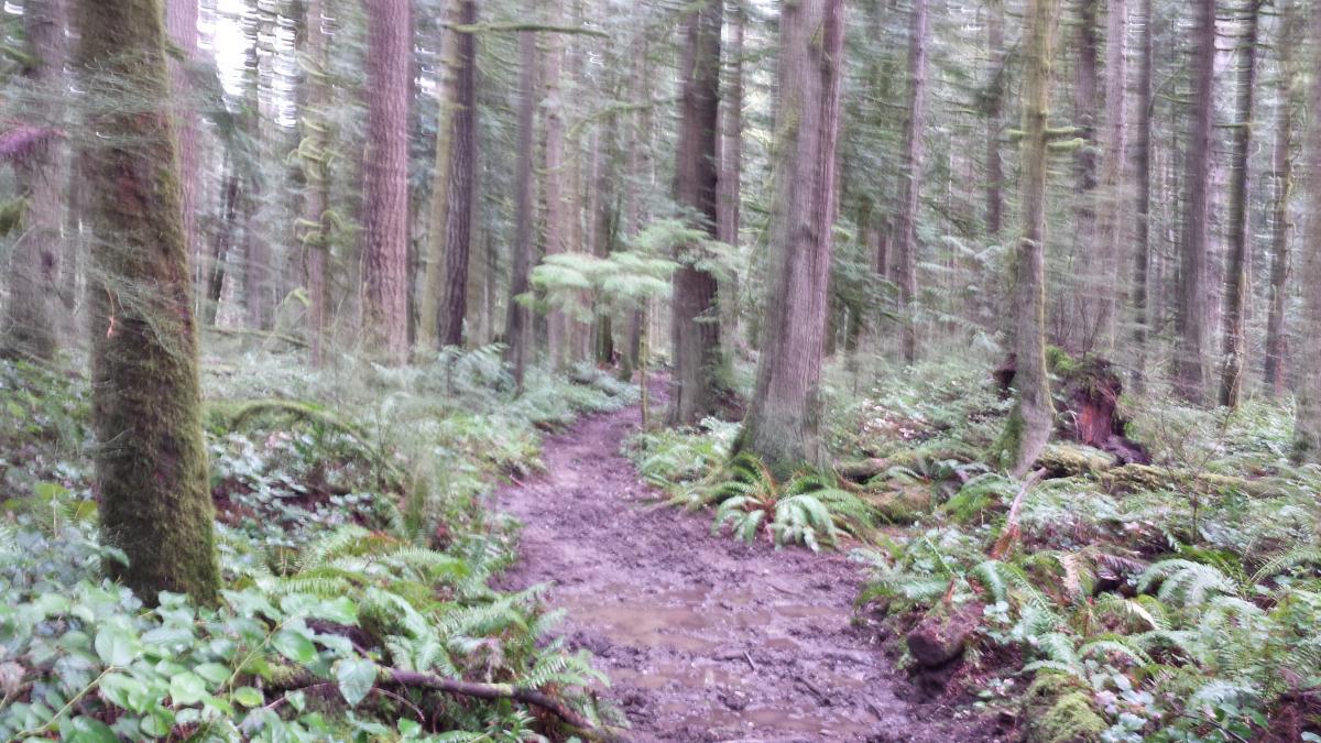 A muddy forest path winding through tall trees and lush greenery, surrounded by ferns and underbrush. The scene is slightly blurred, creating a sense of movement in the tranquil woodland setting. Armstrong tract mountain bike trail.