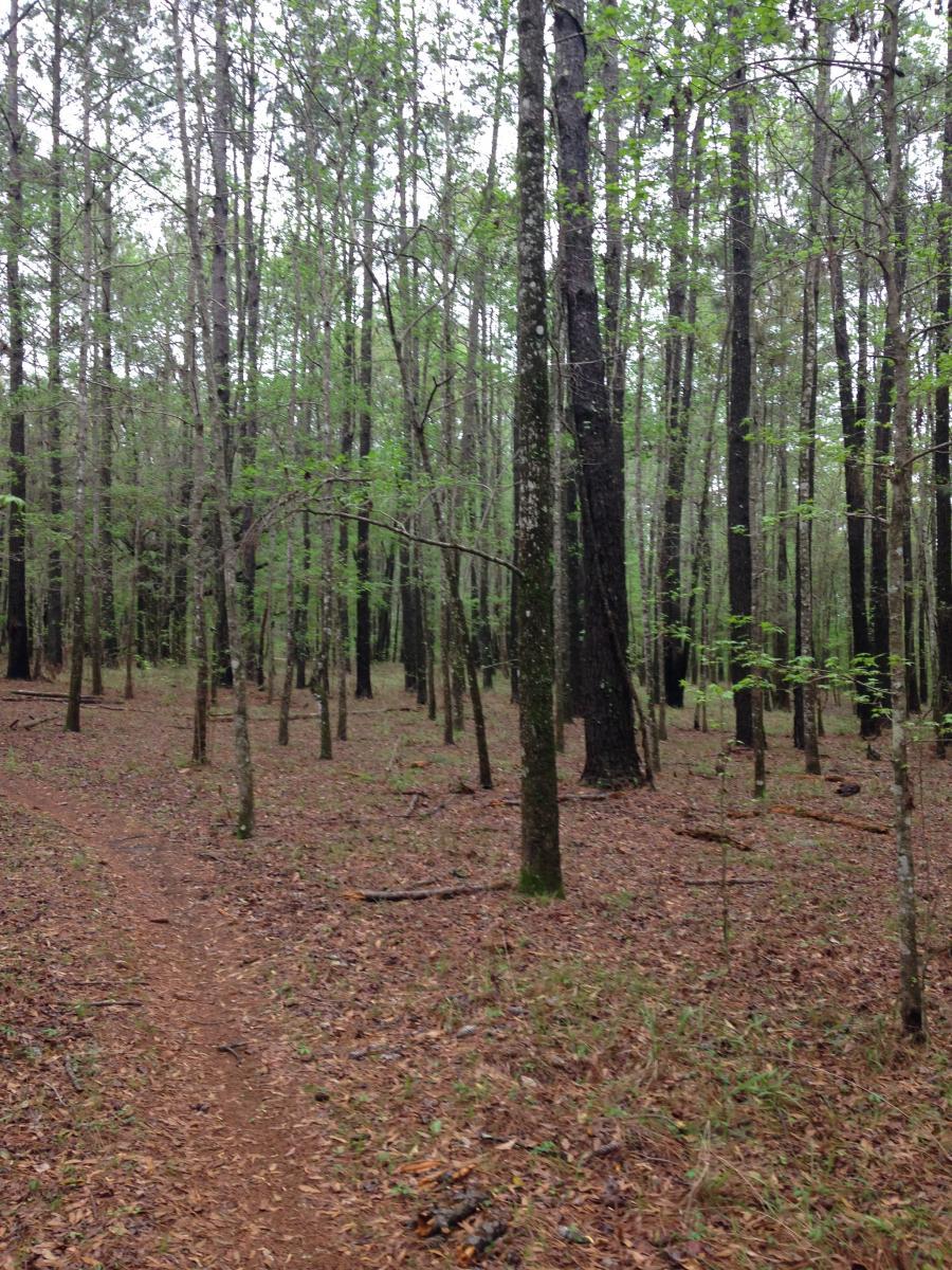 A forest scene featuring tall trees with fresh green leaves, a dirt path winding through the underbrush, and a ground covered in fallen leaves and small branches. The atmosphere appears tranquil and lush, indicative of a natural woodland environment. San Felasco Hammock Preserve mountain bike trail.