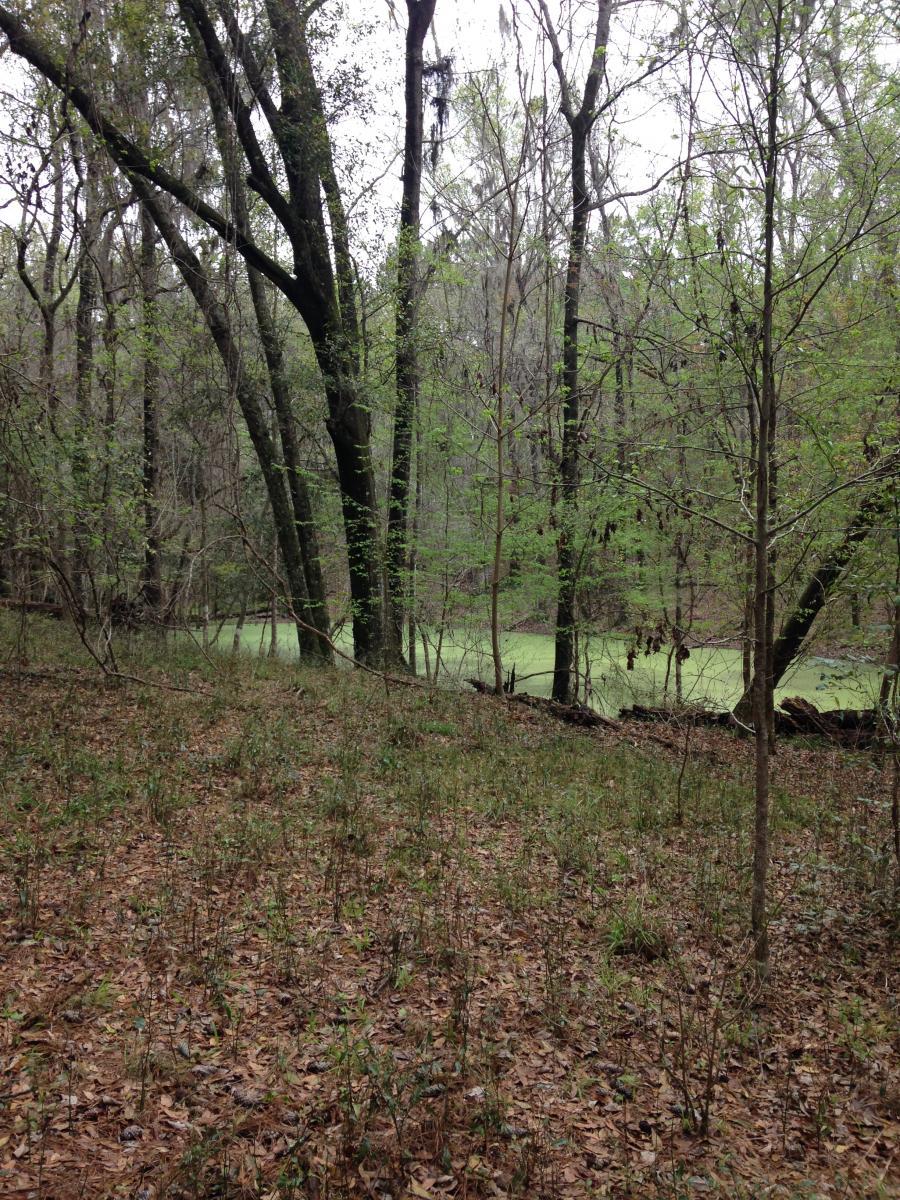 A peaceful forest scene featuring tall trees with budding leaves and a forest floor covered in dry leaves and small green plants. In the background, a small body of water is partially visible, covered in green vegetation, enhancing the tranquil atmosphere of the wooded area. The scene is set on a cloudy day, giving a soft, muted light to the environment. San Felasco Hammock Preserve mountain bike trail.