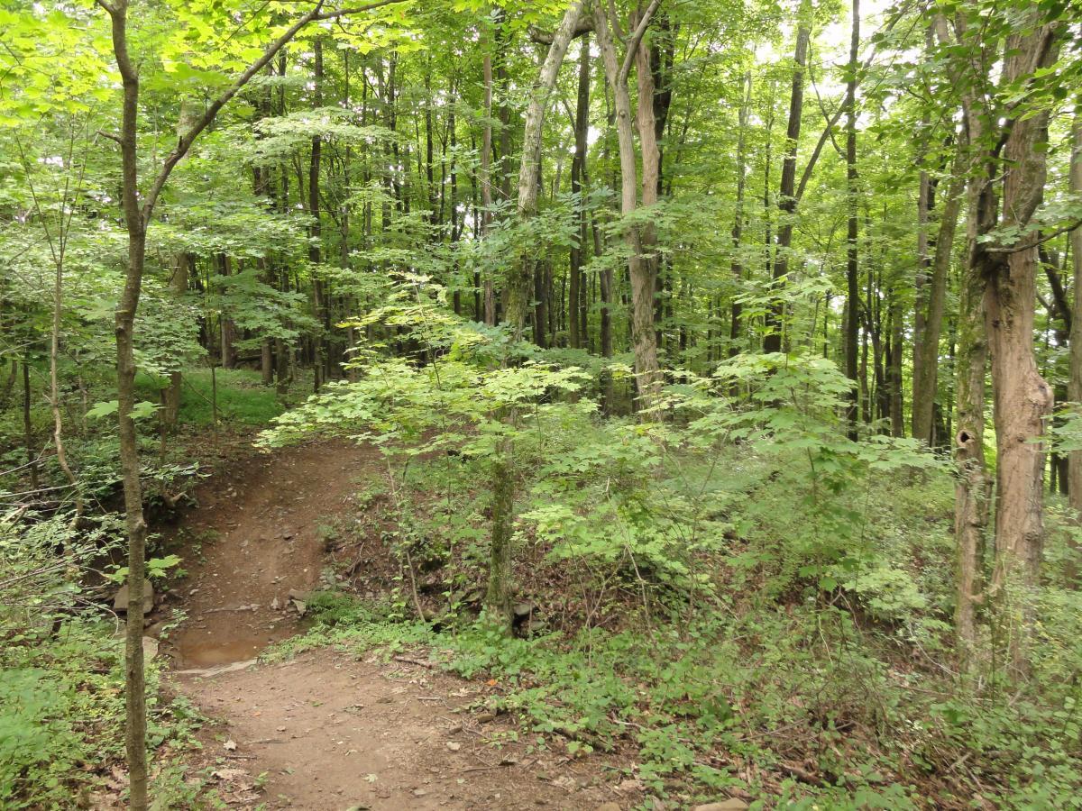 A scenic view of a forest path winding through lush greenery, featuring tall trees with vibrant leaves. The trail is slightly elevated and surrounded by thick underbrush, creating a serene, natural atmosphere. Nockamixon State Park mountain bike trail.