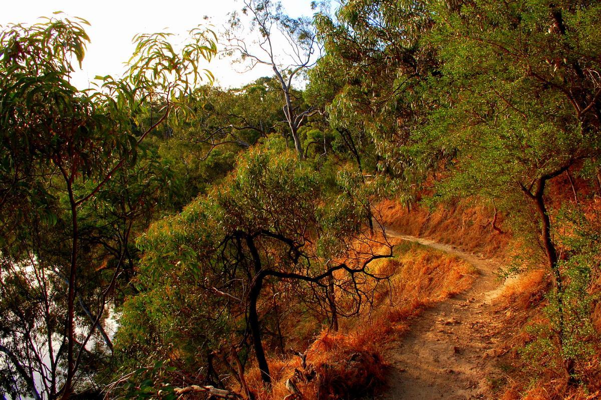 A winding dirt path surrounded by lush greenery and trees, with hints of autumn colors on the ground, leading through a scenic outdoor environment. Yarra Trails mountain bike trail.