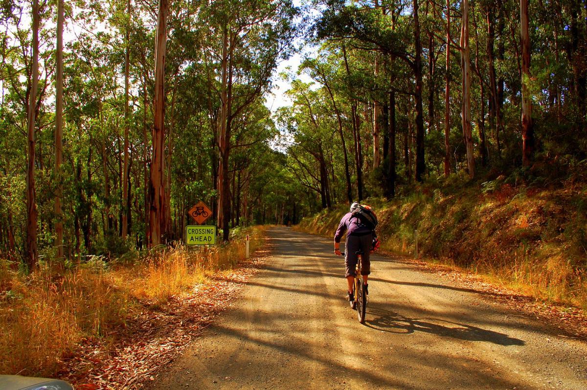A cyclist riding on a dirt path surrounded by tall eucalyptus trees, with a sign indicating a bike crossing ahead. The scene captures a tranquil outdoor atmosphere with sunlight filtering through the foliage. Forrest Mtb Trails mountain bike trail.