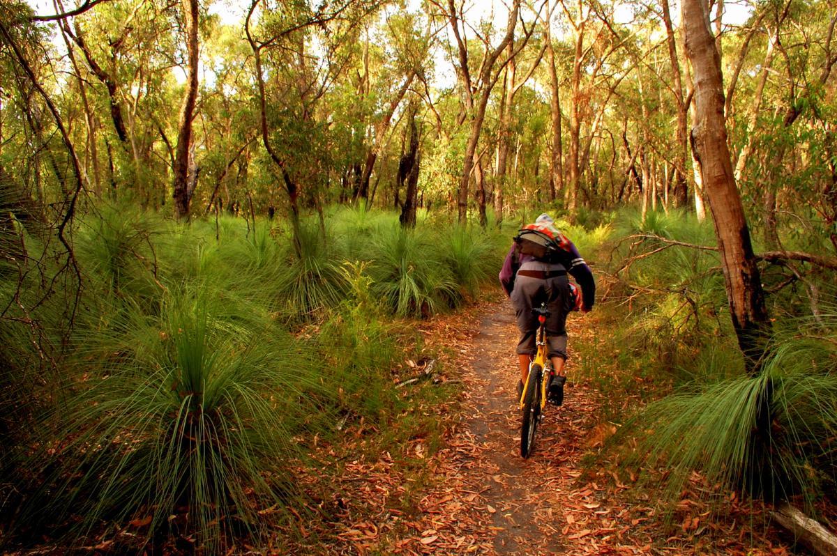 A cyclist riding a yellow mountain bike along a narrow dirt path in a lush forest. Tall green grass and trees surround the trail, with autumn leaves scattered on the ground. The scene is bathed in warm, natural light, creating a peaceful outdoor atmosphere. Forrest Mtb Trails mountain bike trail.
