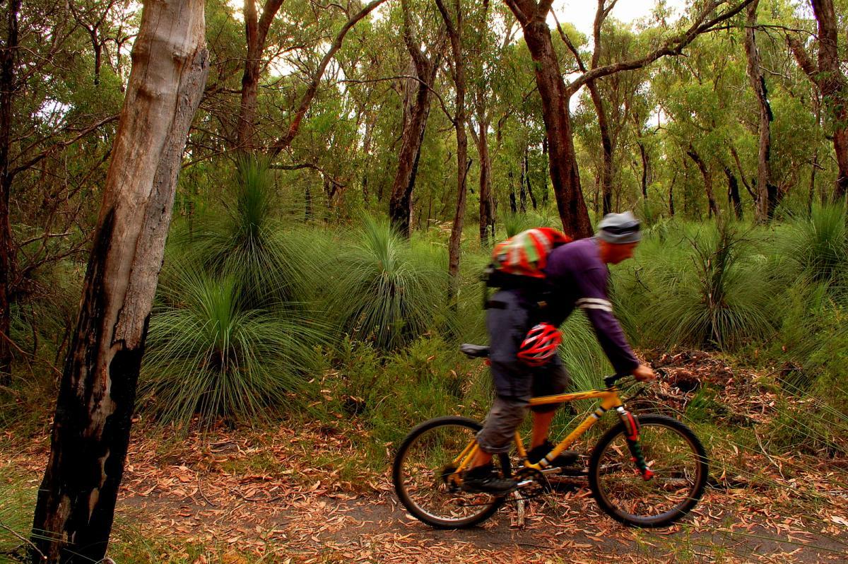 A cyclist in motion riding a yellow mountain bike along a dirt path in a lush, green forest. The surrounding vegetation includes tall grass-like plants and trees, creating a dense and vibrant natural setting. The scene captures the essence of outdoor adventure and exploration. Forrest Mtb Trails mountain bike trail.