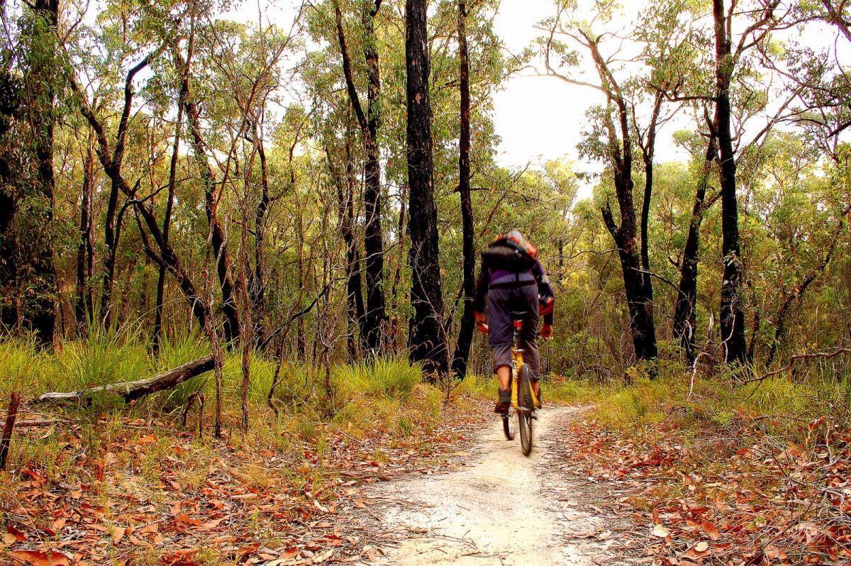 A cyclist riding a mountain bike along a dirt path through a dense forest, surrounded by tall trees and lush greenery. The scene captures the tranquility of nature, with fallen leaves scattered on the ground and soft sunlight filtering through the foliage. Forrest Mtb Trails mountain bike trail.