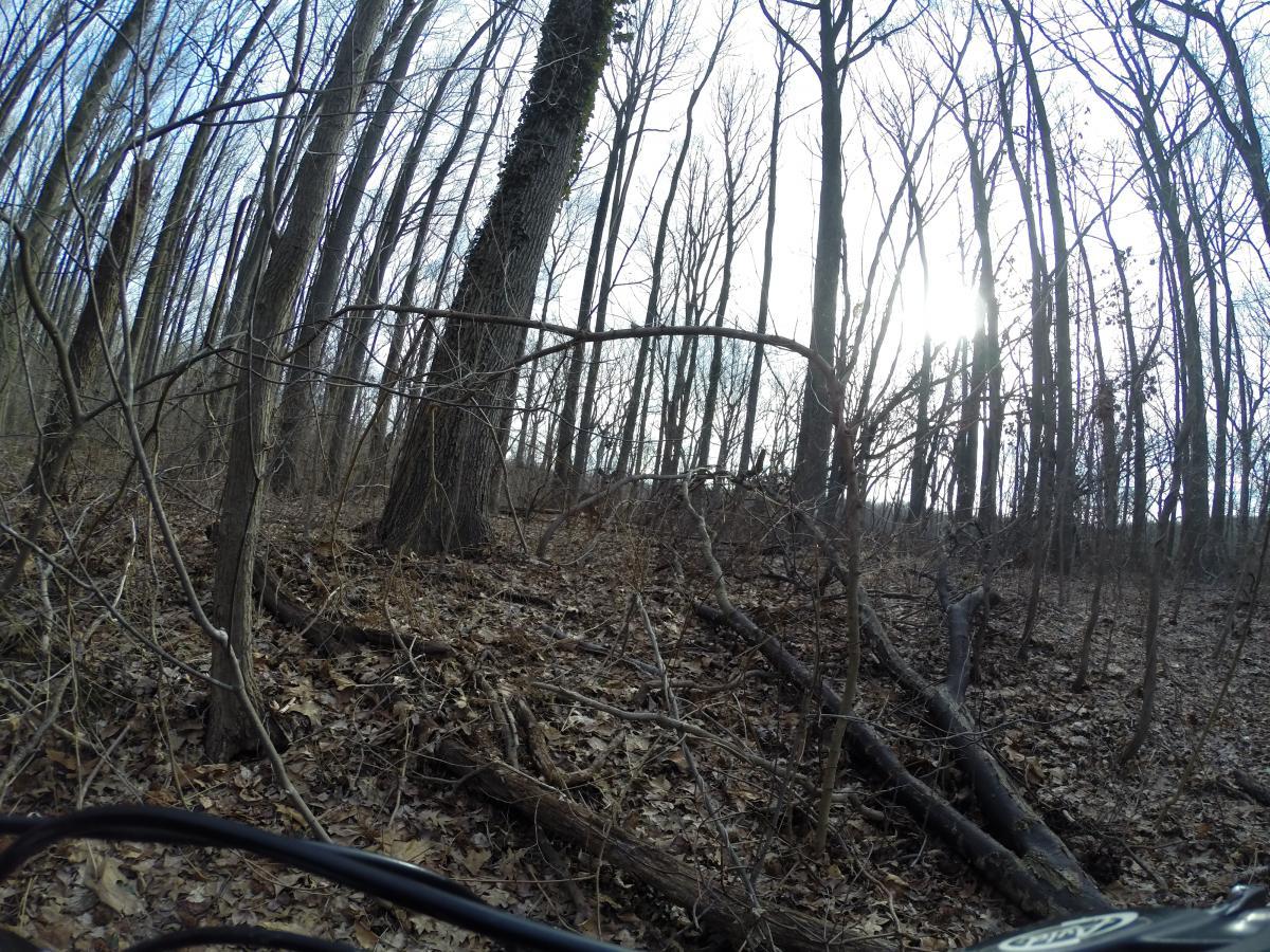A view of a dense forest in early spring, featuring tall, bare trees with some sunlight filtering through the branches. The forest floor is covered with fallen leaves and twigs, and a few fallen branches are visible. The image captures a sense of natural tranquility and the early signs of changing seasons. Wolfes Pond park mountain bike trail.