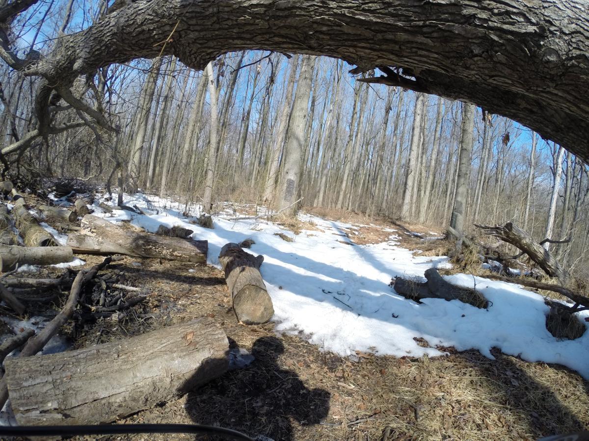 A winter scene in a forest, showing a path covered with patches of snow and fallen logs. Tall trees with bare branches stretch upward against a clear blue sky. In the foreground, a large tree branch arches over the scene, framing the view of the snowy path and surrounding vegetation. Wolfes Pond park mountain bike trail.