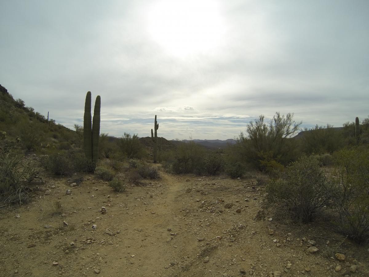 A scenic view of a desert landscape featuring tall cacti, rocky terrain, and sparse vegetation under a cloudy sky. A dirt path winds through the foreground, leading towards distant mountains. Black Canyon Trail - Little Pan Loop mountain bike trail.