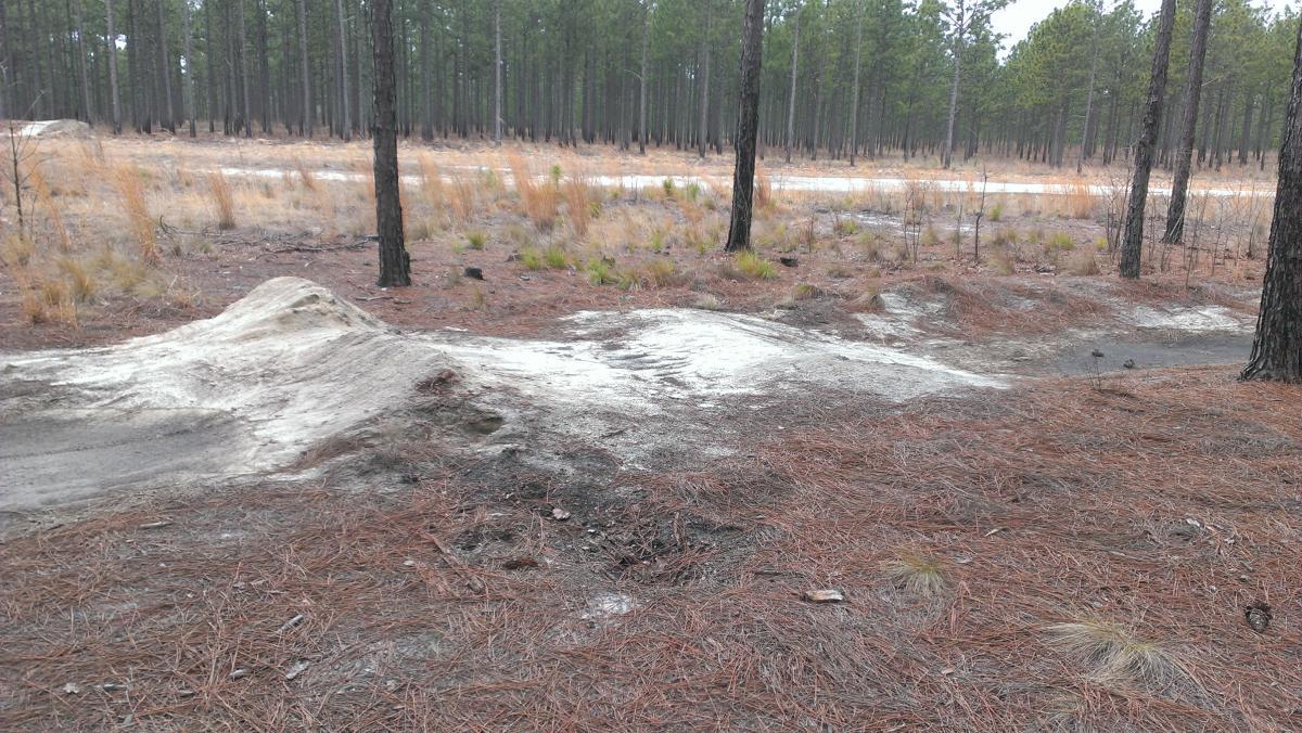A forested area with tall pine trees and scattered patches of grass and pine needles. In the foreground, there are small dirt mounds, likely created for biking or outdoor activities. The ground has a mixture of brown earth and sandy patches, while the background features a clear path winding through the trees. The atmosphere is calm and natural, typical of a woodland setting. Smith Lake mountain bike trail.