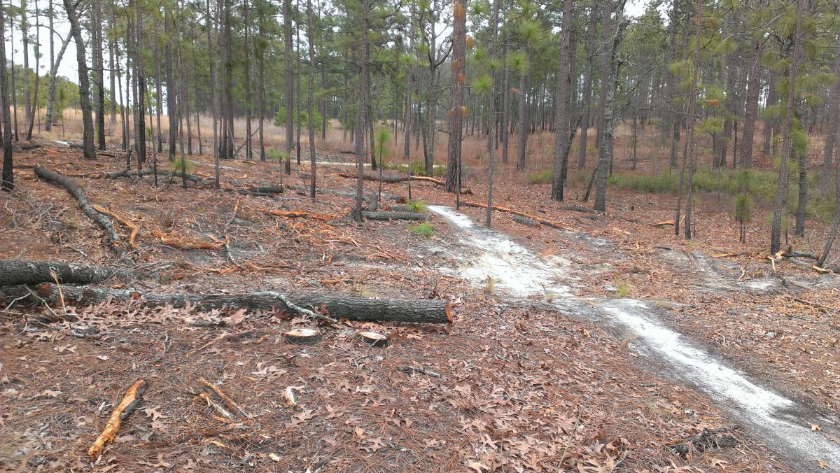 A woodland scene featuring a dirt path winding through a forest. The area has fallen tree branches and leaves scattered on the ground, with young pine trees surrounding the path. The landscape appears quiet and natural, indicative of a serene outdoor environment. Smith Lake mountain bike trail.