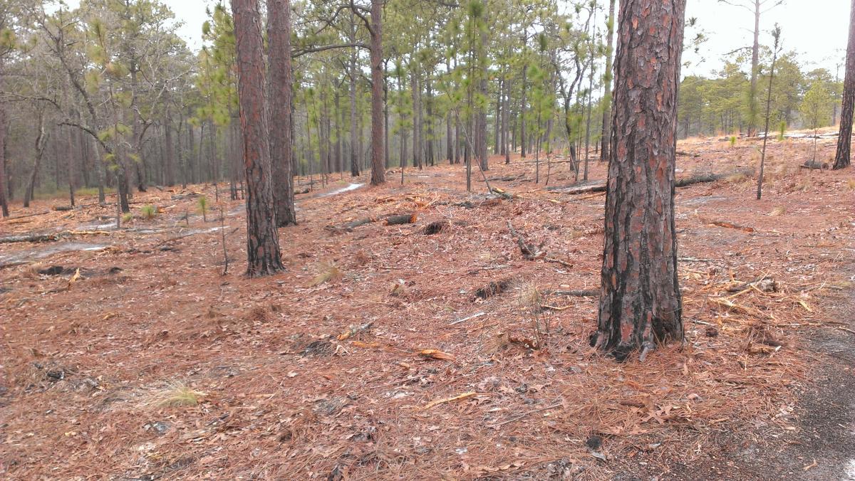 A forest scene featuring tall pine trees amidst a carpet of pine needles and scattered fallen branches. The area appears recently disturbed, with some clearings visible in the undergrowth, suggesting forest management activities. Smith Lake mountain bike trail.