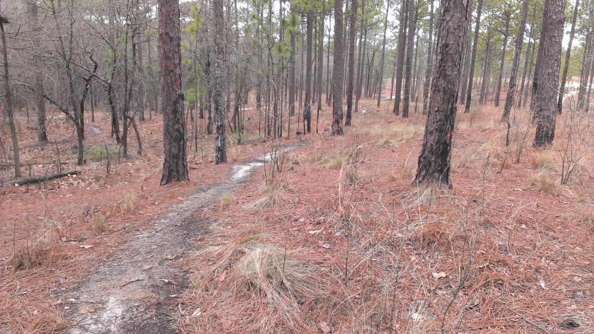 A winding dirt trail surrounded by tall pine trees and scattered pine needles on the forest floor, with a backdrop of a quiet, natural landscape. Smith Lake mountain bike trail.