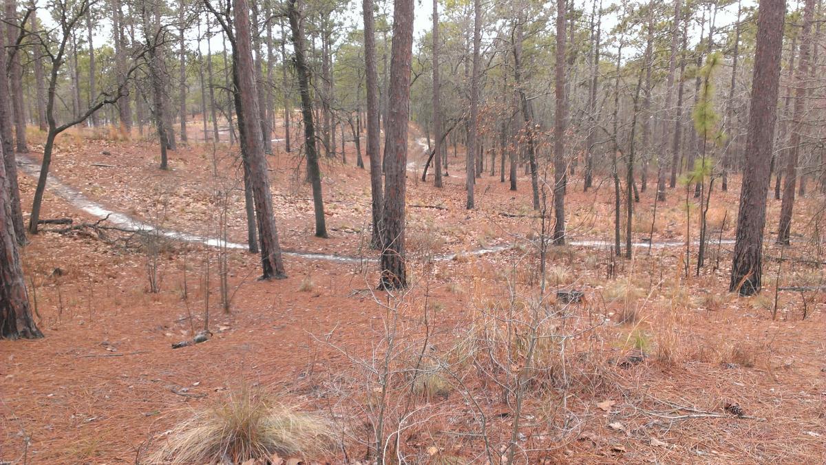 A winding dirt path through a forest of tall pine trees, surrounded by a carpet of brown pine needles and sparse underbrush. The scene conveys a tranquil, natural setting with a sense of depth as the path curves into the distance. Smith Lake mountain bike trail.