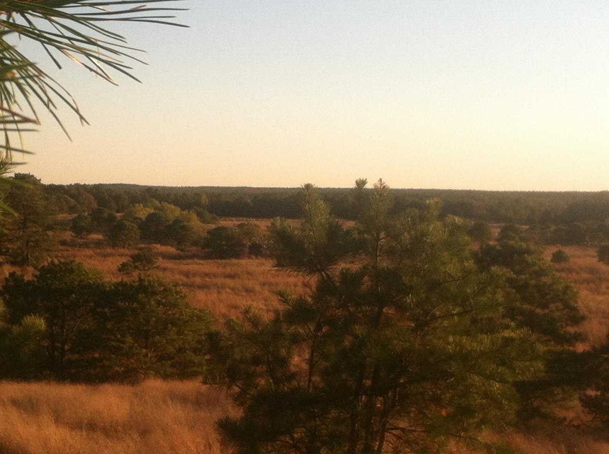 A scenic view of a grassy field with scattered trees under a clear sky. The golden hues of the grass contrast with the green of the trees, while a distant tree line marks the horizon. Forked River Mountain mountain bike trail.