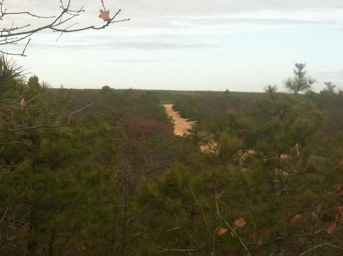 A view of a winding dirt path cutting through dense greenery, with pine trees in the foreground and a cloudy sky above. The path appears to lead into the distance, surrounded by various shrubs and trees. Forked River Mountain mountain bike trail.