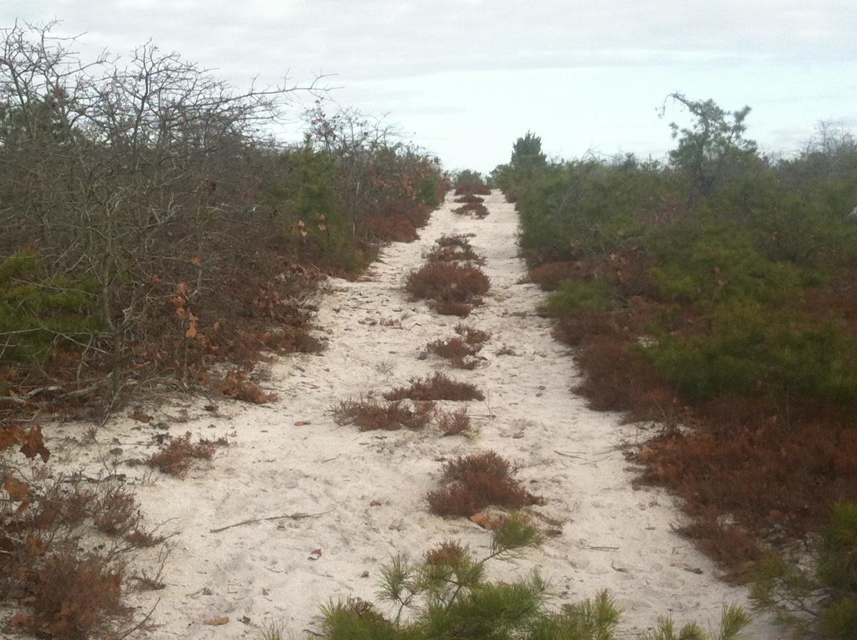 A sandy path winding through a landscape of sparse bushes and small pine trees, with a cloudy sky in the background. Forked River Mountain mountain bike trail.
