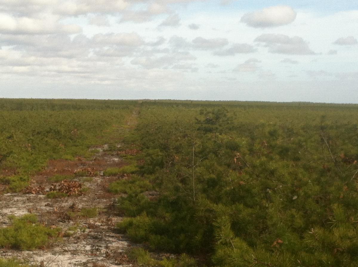 A wide view of a lush green landscape filled with young pine trees under a partly cloudy sky. A narrow path running through the scene indicates a trail, surrounded by small shrubs and patches of bare ground. The horizon stretches into the distance, showcasing more trees. Forked River Mountain mountain bike trail.