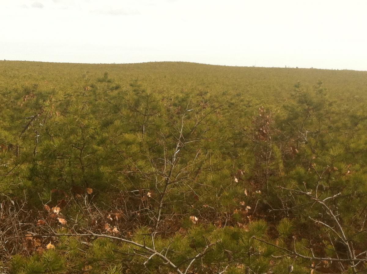 A panoramic view of a dense, green pine forest stretching into the distance under a light, cloudy sky. The foreground features young pine trees with some dry leaves scattered among the branches, creating a lush and natural landscape. Forked River Mountain mountain bike trail.
