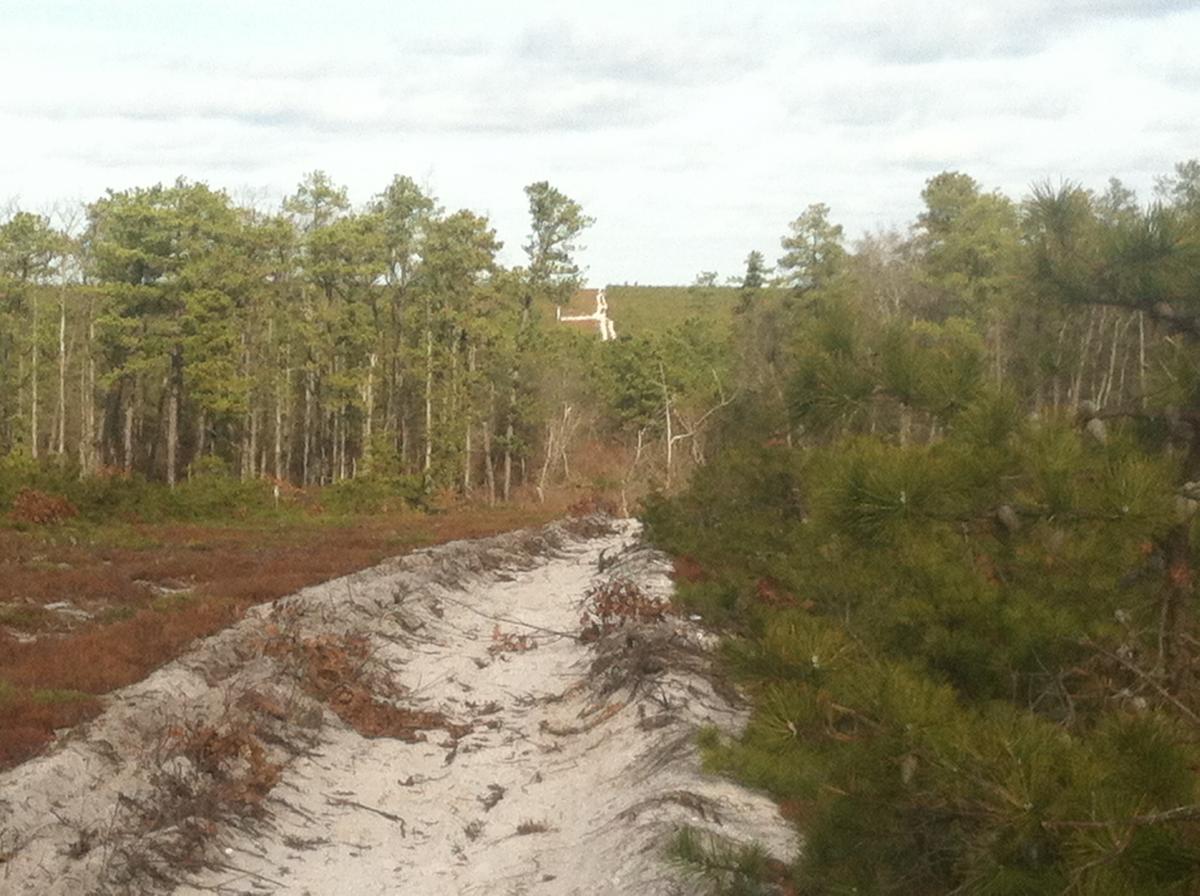 A view of a forested area with tall pine trees and a sandy path leading into the distance. In the background, a white structure is partially obscured by trees on a hilltop under a cloudy sky. Forked River Mountain mountain bike trail.