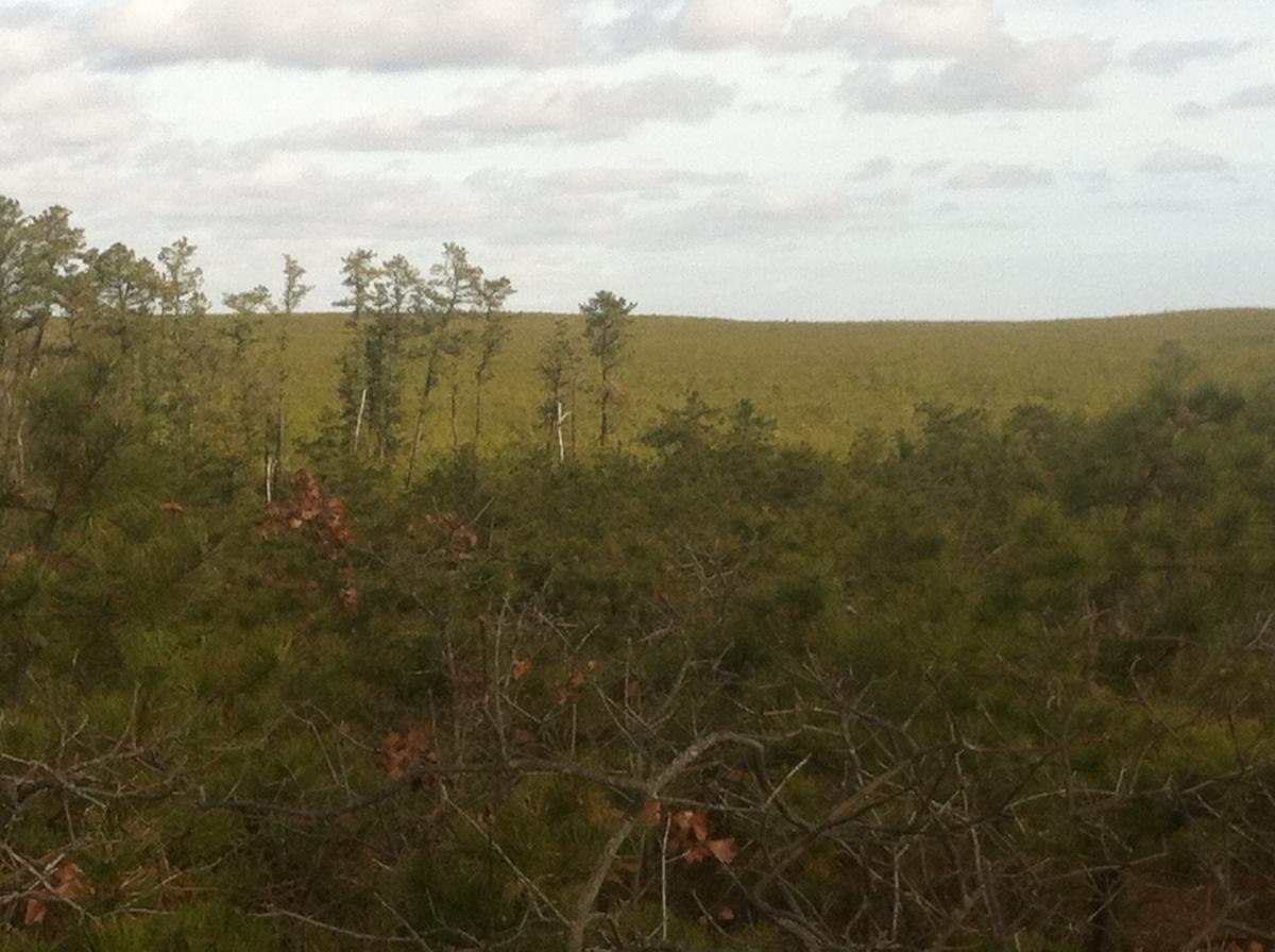A scenic view of a densely wooded landscape with a mix of tall trees and bushy undergrowth, leading to a gently rolling green hill in the background under a partly cloudy sky. Forked River Mountain mountain bike trail.