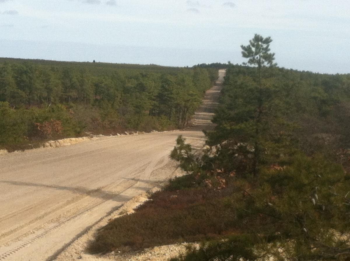 A narrow dirt road winding through a lush green forest, flanked by trees and underbrush. The road stretches into the distance, leading toward a horizon lined with more trees under a slightly cloudy sky. Forked River Mountain mountain bike trail.