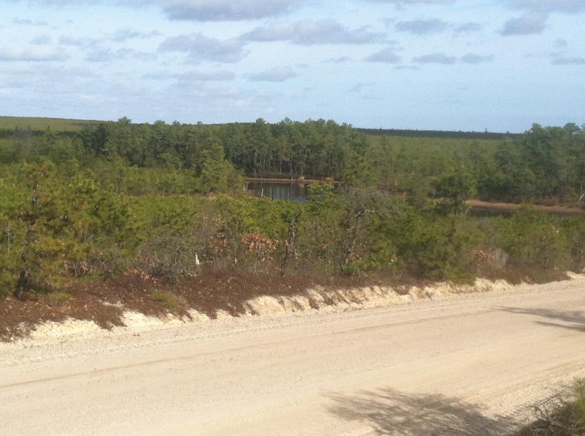 A scenic view of a dirt road surrounded by dense greenery, leading to a tranquil pond partially obscured by trees. The sky is partly cloudy, and hills can be seen in the background, creating a peaceful natural landscape. Forked River Mountain mountain bike trail.