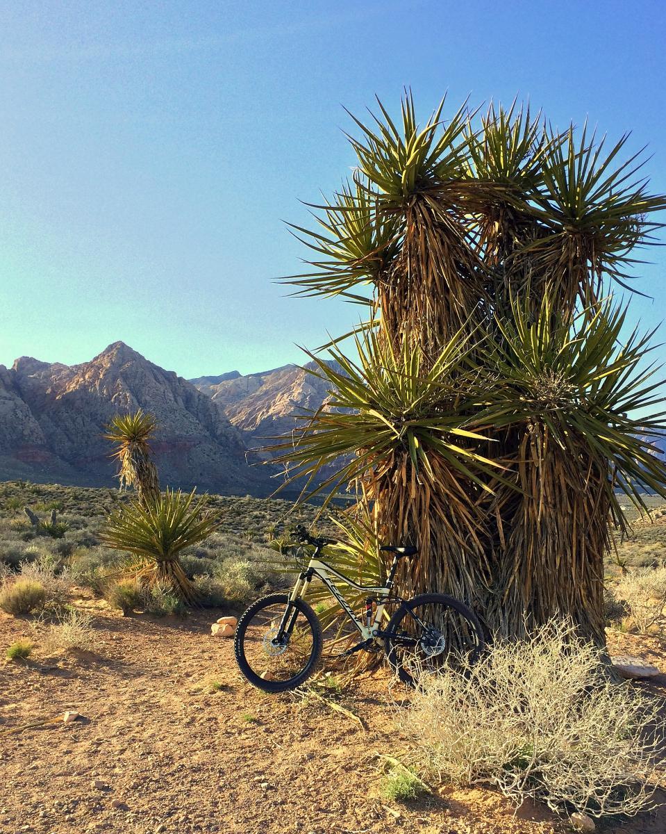 A mountain bike resting against a tall, spiky yucca plant in a desert landscape, with rocky mountains and clear blue skies in the background. The terrain features sparse vegetation and dry earth, creating a natural scenery typical of arid regions. Blue Diamond mountain bike trail.