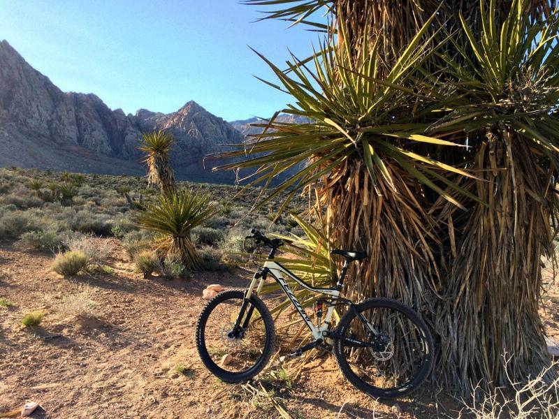 Fezzari Alta Peak: A mountain bike leaning against a large, spiky desert plant, with mountains in the background under a clear blue sky. The landscape features rocky terrain and sparse vegetation typical of a desert environment.