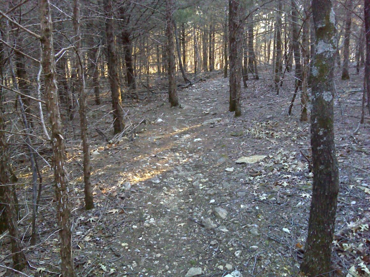 A narrow dirt path meandering through a wooded area with leafless trees and scattered rocks on the ground, illuminated by soft, diffused light. Melvern Riverfront Trails mountain bike trail.