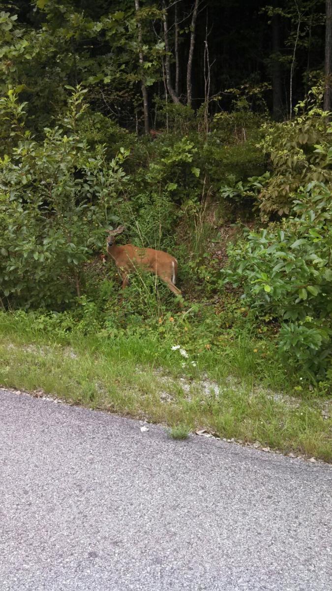 A deer standing near dense foliage beside a gravel road, surrounded by green plants and trees. The deer is partially obscured by the vegetation. Enterprise South mountain bike trail.