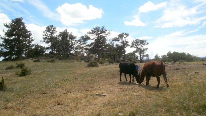 Two cows, one black and one brown, grazing in a grassy field surrounded by trees under a partly cloudy sky. Curt Gowdy State Park mountain bike trail.