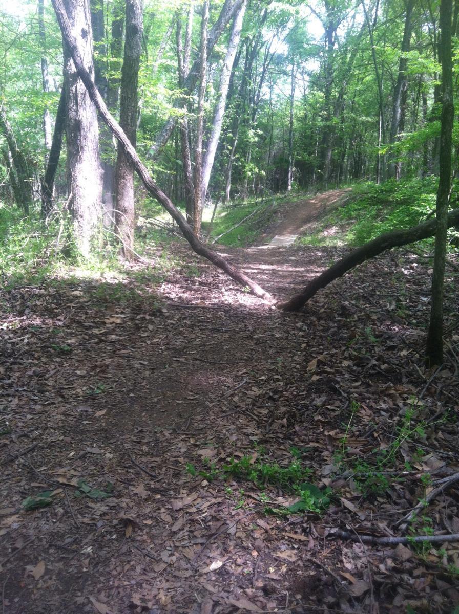 A dirt path winding through a lush green forest, bordered by trees and scattered leaves on the ground. A fallen branch leans across the path, and sunlight filters through the foliage above. Spadra Creek Nature Trail mountain bike trail.