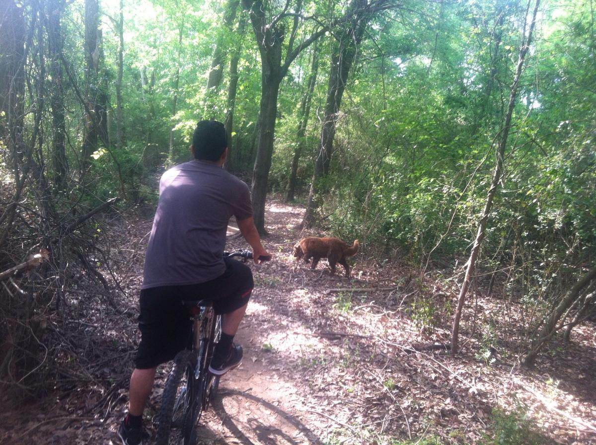 A person riding a bicycle on a dirt path through a lush green forest, with a brown dog walking alongside the trail. Spadra Creek Nature Trail mountain bike trail.