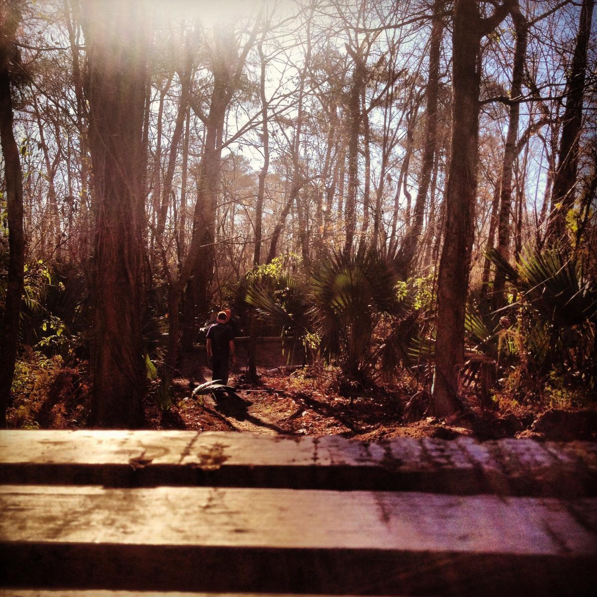 A peaceful forest scene with bare trees and sunlight filtering through the branches, illuminating a path lined with palms. In the background, a person walks along the trail, surrounded by nature. The foreground features a wooden railing, adding depth to the image. Bonnet Carre Spillway Trail mountain bike trail.