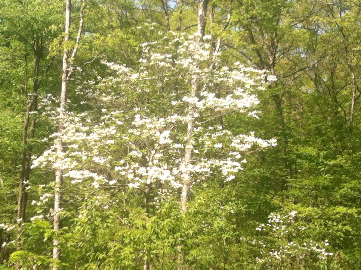 A blooming tree with white flowers surrounded by lush green foliage in a forest setting. Spadra Creek Nature Trail mountain bike trail.