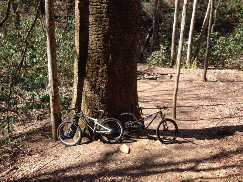Two mountain bikes resting against a large tree in a wooded area. The ground is covered in leaves, and there are several trees and shrubs in the background, suggesting a natural outdoor environment. Bear Creek mountain bike trail.