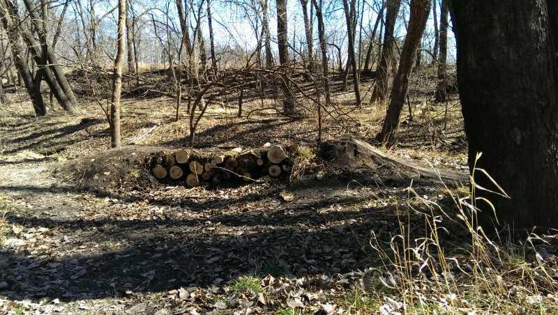 A wooded area featuring a fallen log pile surrounded by leaf-covered ground and bare trees. The scene is illuminated by sunlight, highlighting the natural landscape with sparse underbrush and a winding path. ESU Trail mountain bike trail.