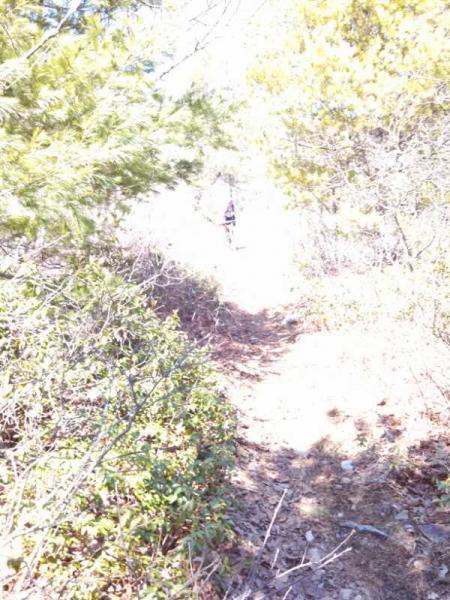 A sunlit hiking trail surrounded by greenery, featuring a narrow pathway that leads deeper into the woods. The scene is bright, with some areas slightly overexposed, and a figure can be seen in the distance, walking along the trail. North Mountain/longdale Loop mountain bike trail.