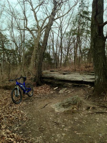 A blue mountain bike is leaning against a tree in a wooded area during early spring. Leafless trees surround a dirt path that leads to a large fallen log and rocky ground, with scattered leaves covering the ground. The atmosphere is serene and slightly overcast. Landahl Park Reserve mountain bike trail.