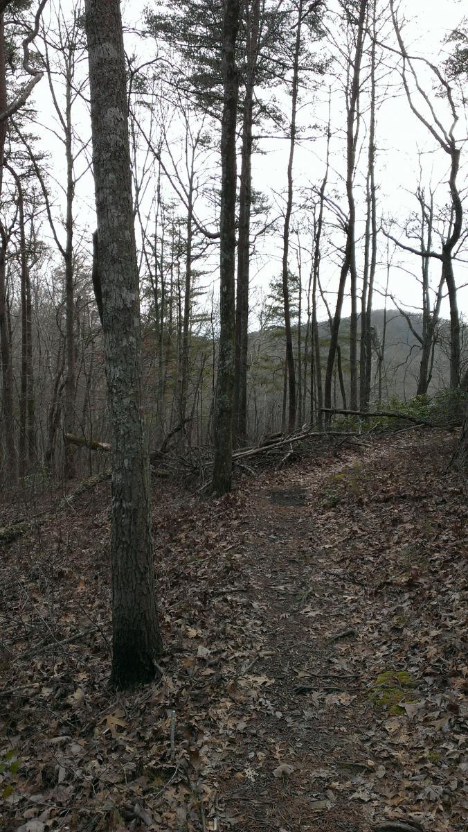 A narrow trail winding through a wooded area with tall, leafless trees and a carpet of fallen leaves on the ground. The scene has a muted, overcast sky in the background, hinting at a serene and tranquil atmosphere. Slickrock mountain bike trail.