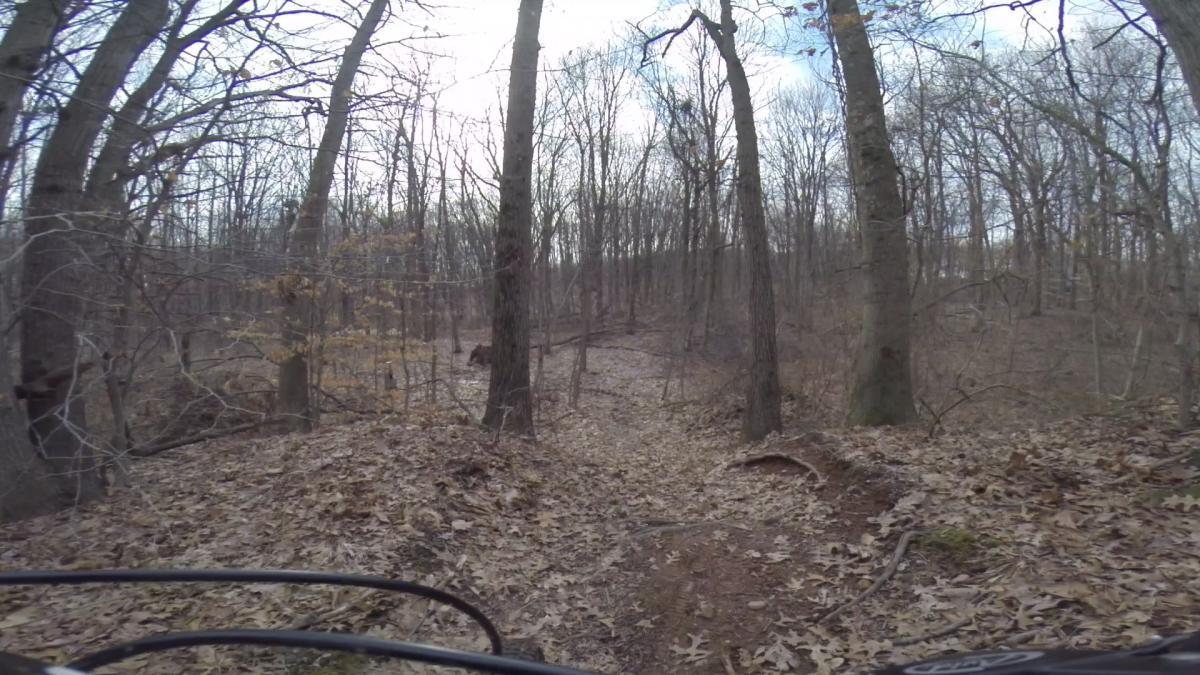 A winding dirt path through a wooded area, surrounded by leafless trees and scattered fallen leaves, creating a tranquil autumn scene. Arbutus Woods mountain bike trail.